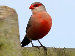 Common Waxbill