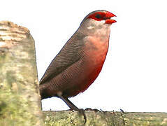 Common Waxbill