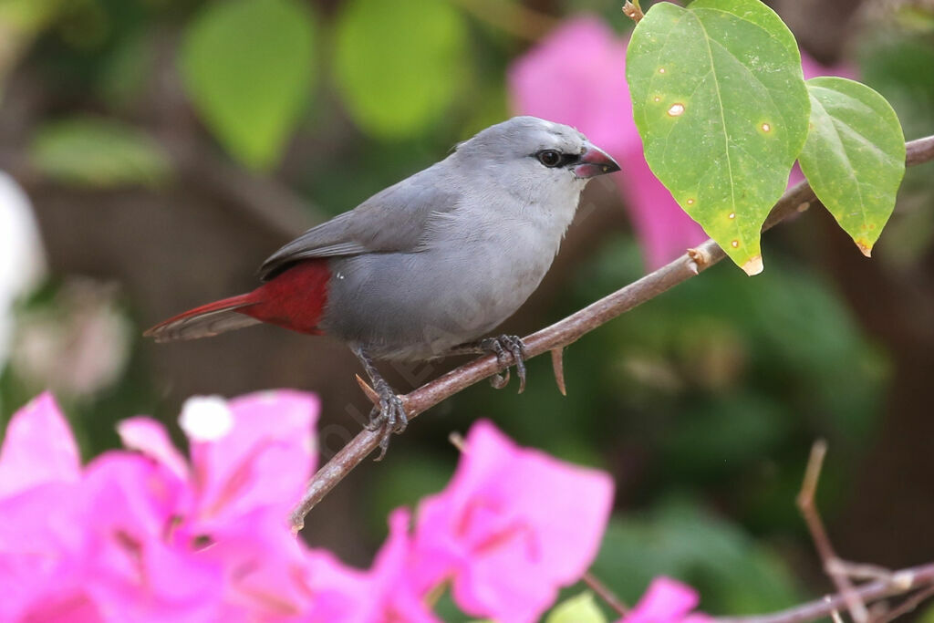 Lavender Waxbill