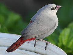 Lavender Waxbill