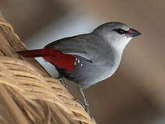 Lavender Waxbill