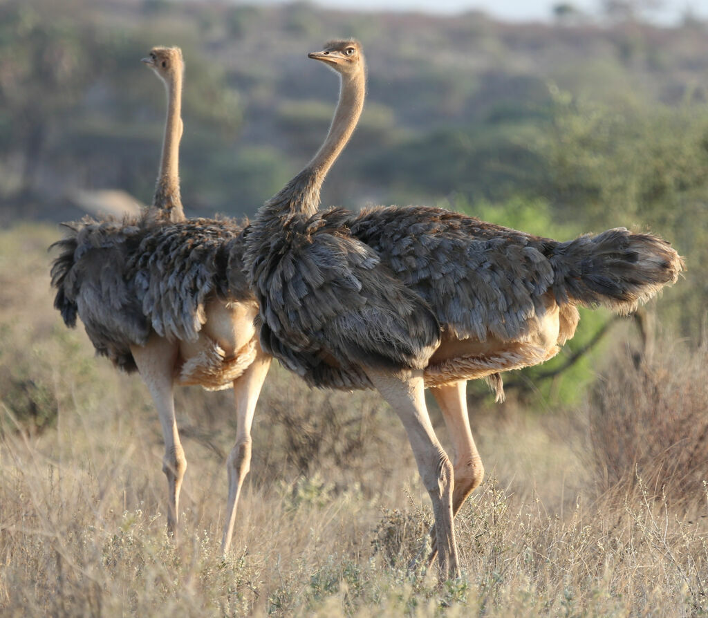 Autruche d'Afrique