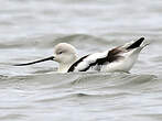 Avocette d'Amérique