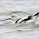 Avocette d'Amérique