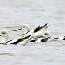 Avocette d'Amérique