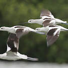 Avocette d'Amérique