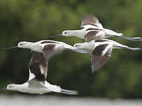 Avocette d'Amérique