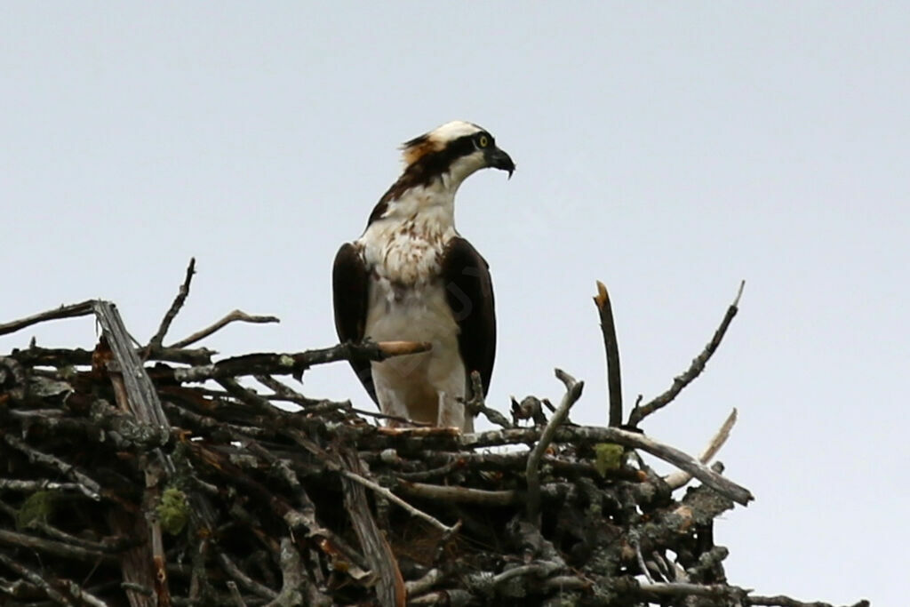 Western Osprey