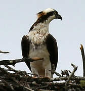 Western Osprey