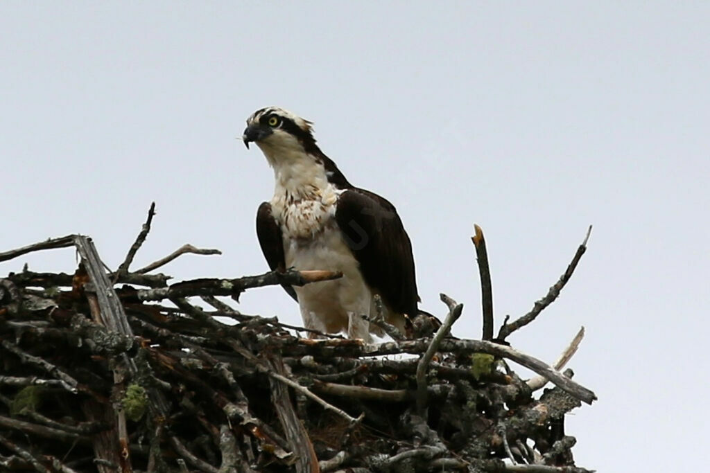 Osprey