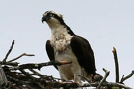 Western Osprey