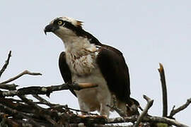 Western Osprey