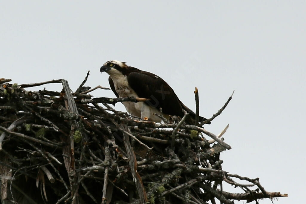 Osprey