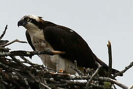 Western Osprey