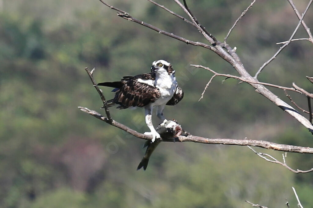 Osprey