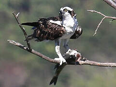 Western Osprey