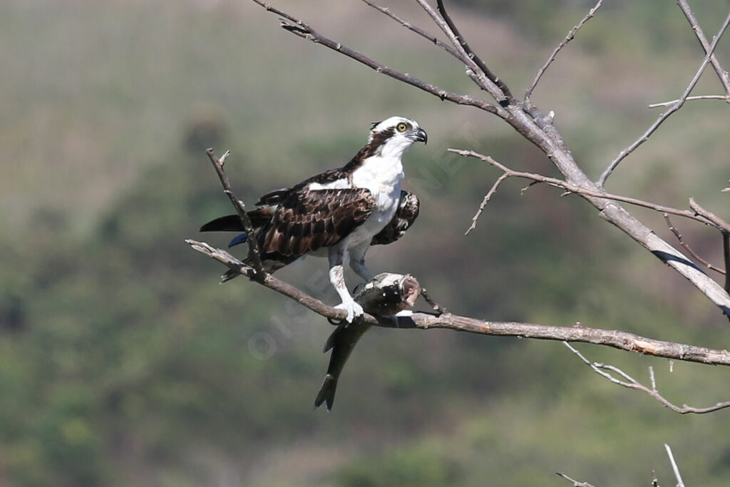 Balbuzard pêcheur