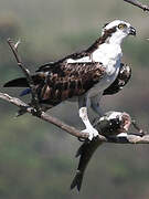 Western Osprey