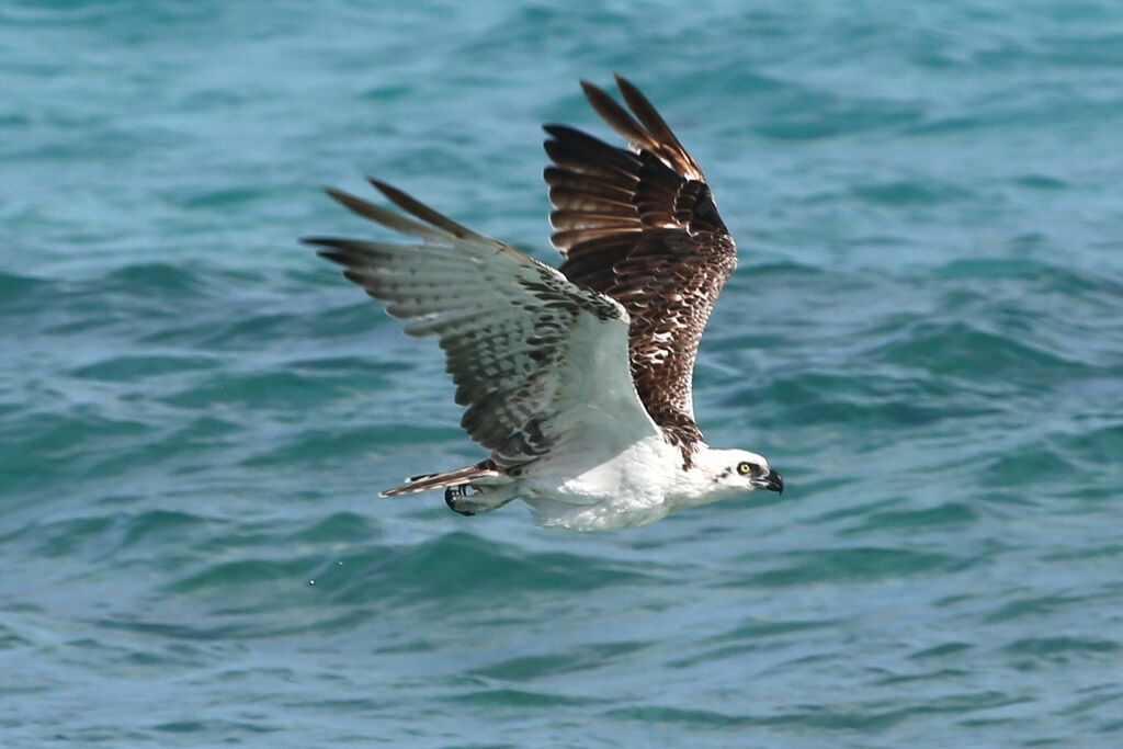 Balbuzard pêcheur