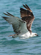 Western Osprey