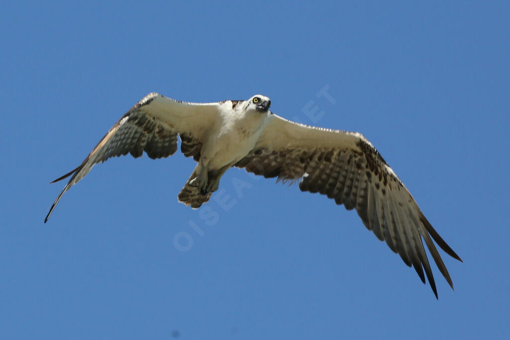 Western Osprey