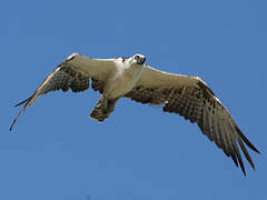 Western Osprey