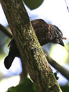 Grey-throated Barbet