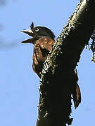Grey-throated Barbet