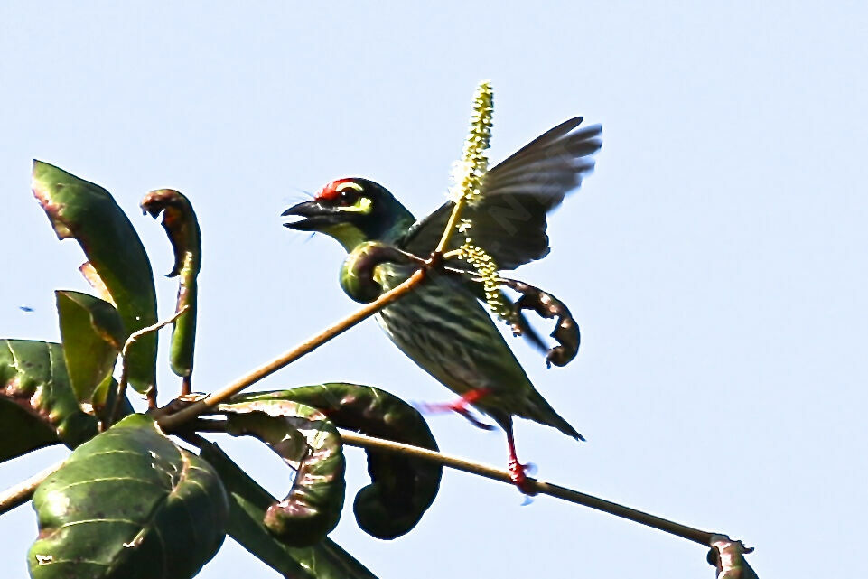 Barbu à plastron rouge