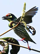 Coppersmith Barbet