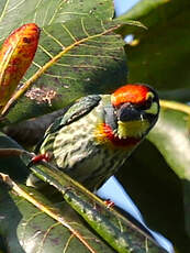 Barbu à plastron rouge