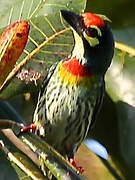 Barbu à plastron rouge