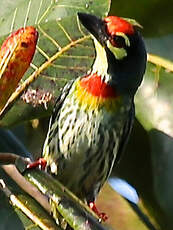 Barbu à plastron rouge