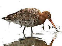 Black-tailed Godwit