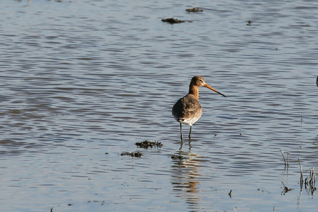 Black-tailed Godwit