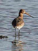 Black-tailed Godwit