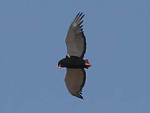 Bateleur des savanes