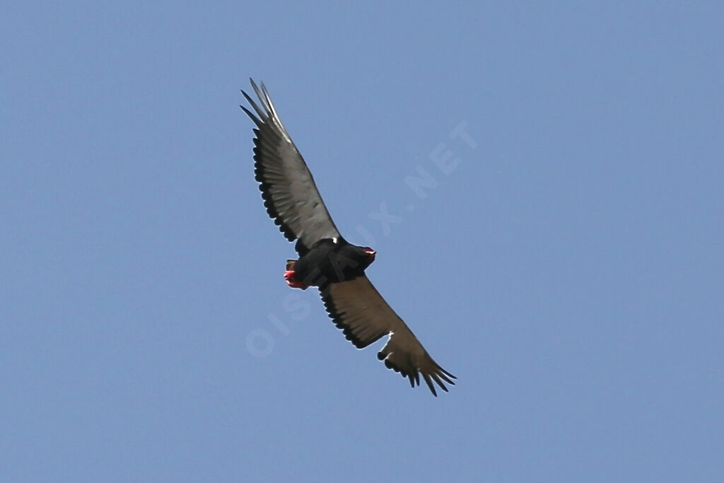 Bateleur