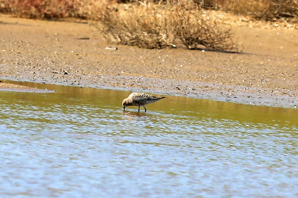 Curlew Sandpiper