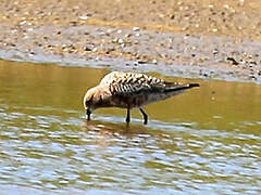 Curlew Sandpiper