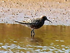 Curlew Sandpiper