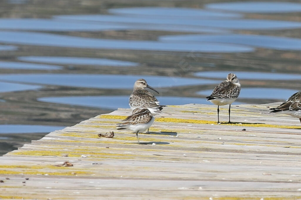 Broad-billed Sandpiper