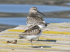 Broad-billed Sandpiper