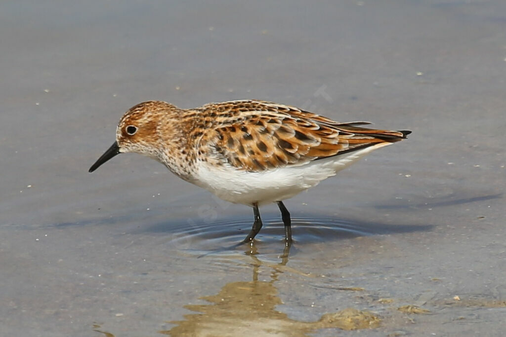 Little Stint