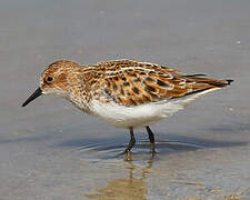 Little Stint