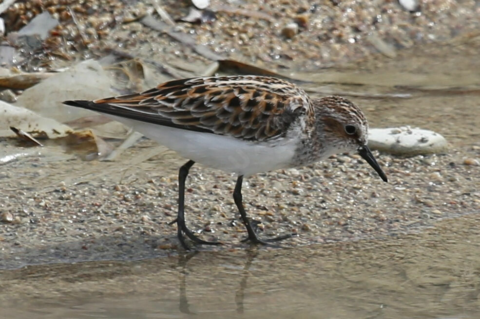 Little Stint