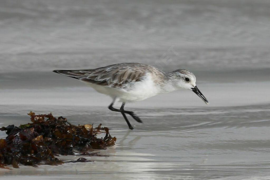 Bécasseau sanderling