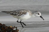 Bécasseau sanderling