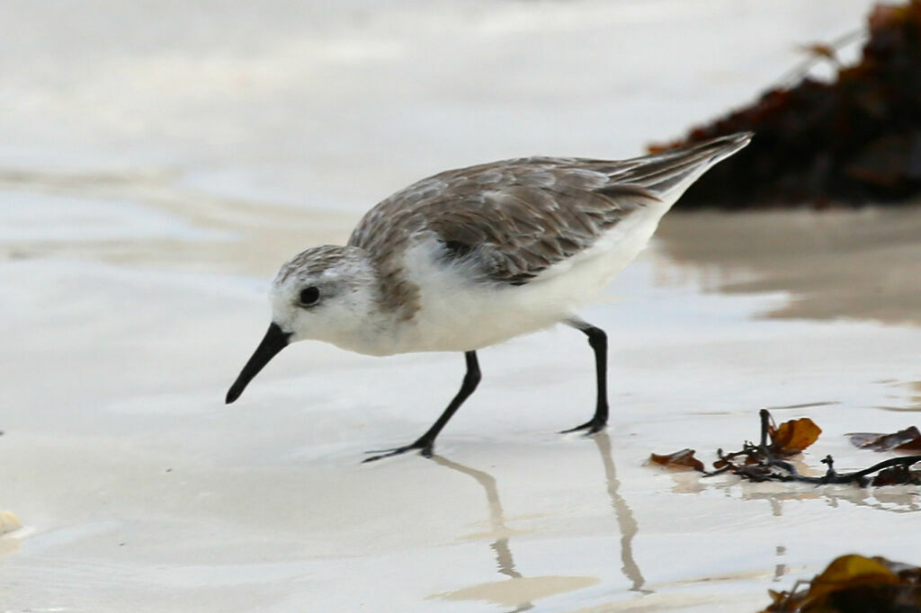 Sanderling