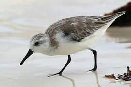 Bécasseau sanderling